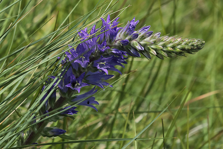 Campanula spicata / Campanula spigata